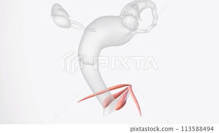 he clitoris is located above the vaginal opening he clitoris is located above the vaginal opening 113588494