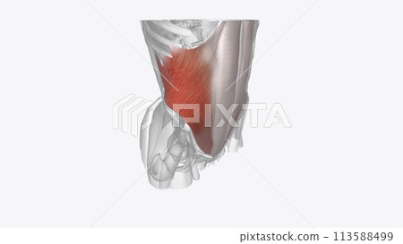 Internal abdominal oblique is a muscle found on the lateral side of the abdomen Internal abdominal oblique is a muscle found on the lateral side of the abdomen 113588499