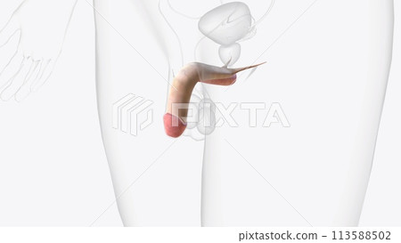 In human anatomy, the penis is an external male intromittent organ that additionally serves as the urinary duct In human anatomy, the penis is an external male intromittent organ that additionally serves as the urinary duct 113588502