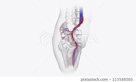 The cardiovascular system consists of the heart, arteries, veins, and capillaries 113588503