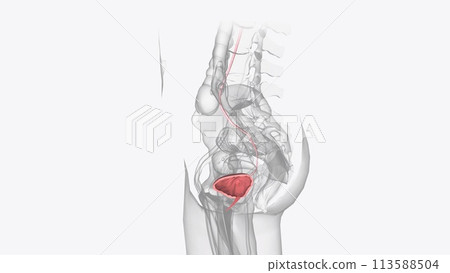 The urinary system consists of the kidneys, ureters, urinary bladder, and urethra. 113588504