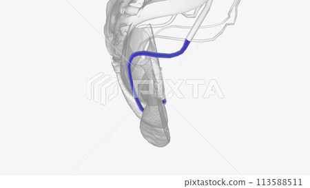 Right internal pudendal vein 113588511