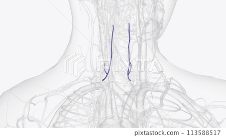 The Anterior Vertebral Vein commences in a plexus around the transverse processes of the upper cervical vertebre The Anterior Vertebral Vein commences in a plexus around the transverse processes of the upper cervical vertebre 113588517