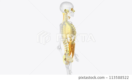 The axial connective tissue system 113588522