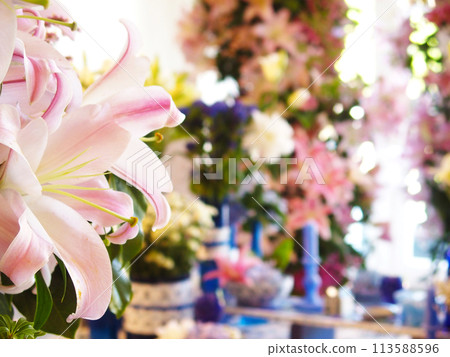 Lily Up Flower Art Background 113588596