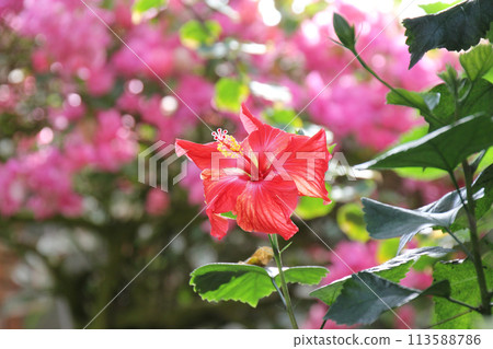 明亮的紅色木槿和九重葛背景 113588786