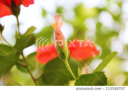 鮮紅色的芙蓉花蕾 鮮紅色的芙蓉花蕾 113588787
