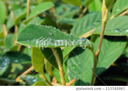 Leaves of a shrub with water droplets left after rain or dew in sunny weather 113588861