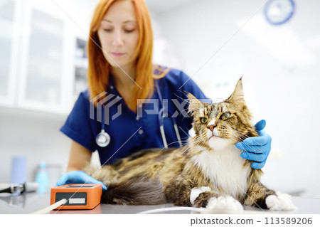 Vet measures a tomcat's blood pressure. Veterinarian doctor examining a Maine Coon cat at veterinary clinic. Pet health. 113589206