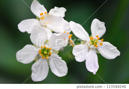 Close-up of white flowers with yellow centers on a blurred background 113589248