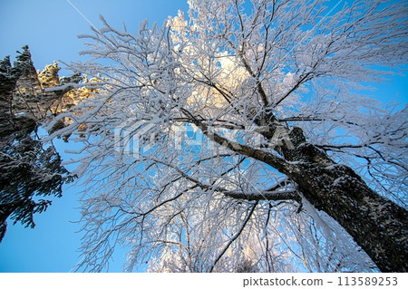 Snow-covered trees under a clear blue sky, creating a serene and tranquil winter landscape 113589253