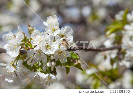 Close up view of working honeybee on white flower of sweet cherry tree. Collecting pollen and nectar to make sweet honey. 113589300
