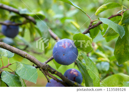 Plum tree branch with ripe juicy fruits on sunset light.. Plum tree branch with ripe juicy fruits on sunset light.. 113589326