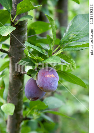 Plum tree branch with ripe juicy fruits on sunset light.. Plum tree branch with ripe juicy fruits on sunset light.. 113589338