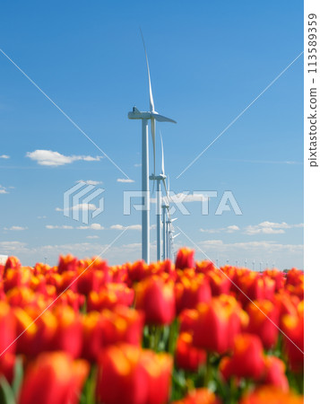 Field with tulips and wind turbines. A wind generator in a field in the Netherlands. Field with tulips and wind turbines. A wind generator in a field in the Netherlands. 113589359