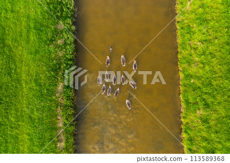 Ducks in the wild. Birds on the river during sunset. The ducks are swimming down the river.  113589368
