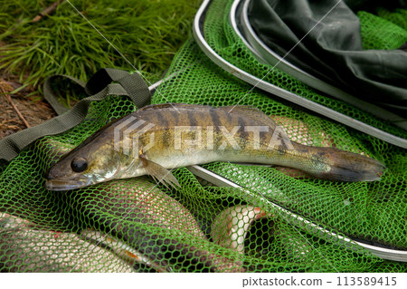 Freshwater zander on keepnet with fishery catch in it.. Freshwater zander on keepnet with fishery catch in it.. 113589415