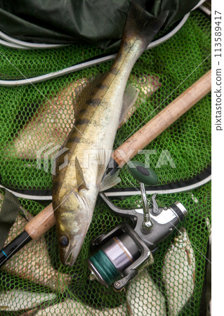 Freshwater zander and fishing rod with reel on keepnet with fishery catch in it.. 113589417