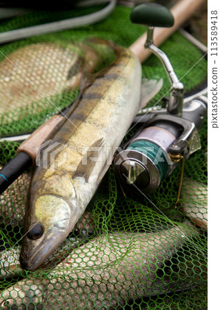 Freshwater zander and fishing rod with reel on keepnet with fishery catch in it.. 113589418