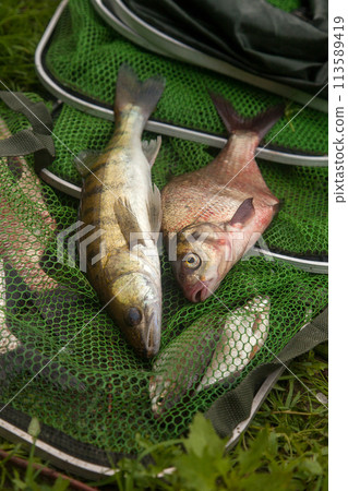 Freshwater zander and common bream fish on keepnet with fishery catch in it.. 113589419