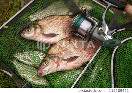 Two big freshwater common bream fish and fishing rod with reel on green fishing net.. Two big freshwater common bream fish and fishing rod with reel on green fishing net.. 113589421