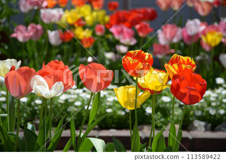 鬱金香花床 鬱金香花床 113589422