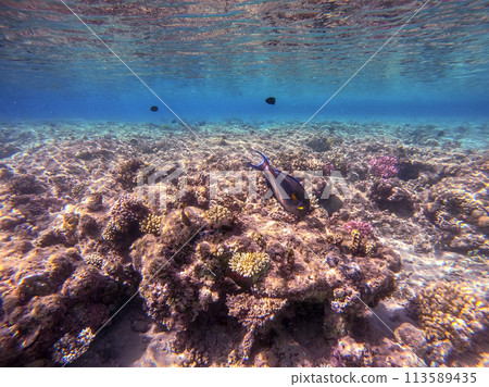 Surgeon fish or sohal tang fish (Acanthurus sohal) at the Red Sea coral reef.. Surgeon fish or sohal tang fish (Acanthurus sohal) at the Red Sea coral reef.. 113589435