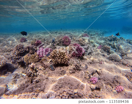 Underwater life of reef with corals and tropical fish. Coral Reef at the Red Sea, Egypt. 113589436