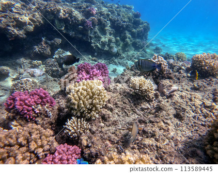 Red Sea sailfin tang or Desjardin's sailfin tang at coral reef.. 113589445