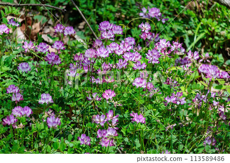 Milk vetch blooming in the spring fields 113589486