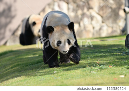 梅濱美味地吃著竹子 113589524