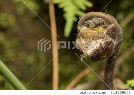 Mainspring 113589692