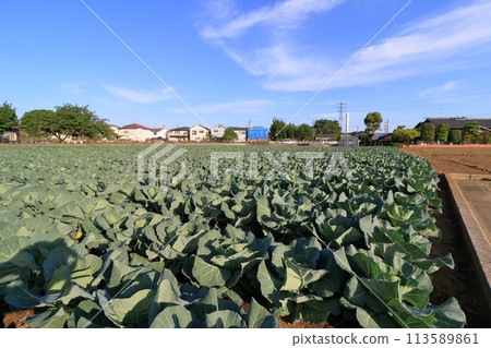 藍天白菜田 113589861