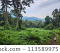 A person walks on a trail through a dense rainforest with lush greenery and tall green trees under a cloudy sky in Uganda 113589975