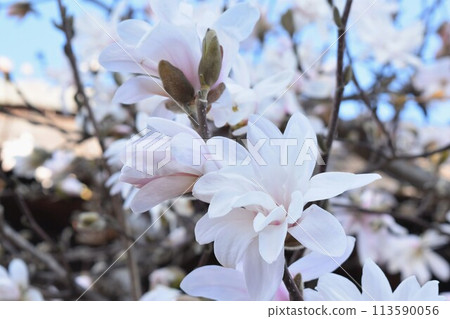 Magnolia in the blue sky Magnolia in the blue sky 113590056