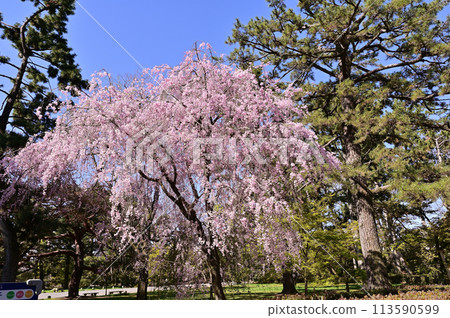 Weeping cherry blossoms, Kyoto Imperial Palace, Kyoto City Weeping cherry blossoms, Kyoto Imperial Palace, Kyoto City 113590599