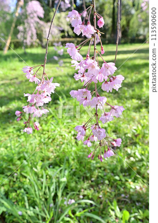 Weeping cherry blossoms, Kyoto Imperial Palace, Kyoto City Weeping cherry blossoms, Kyoto Imperial Palace, Kyoto City 113590600