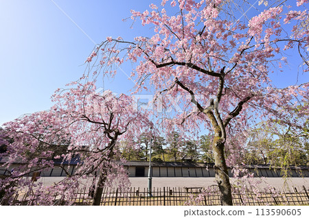 Weeping cherry blossoms, Kyoto Imperial Palace, Kyoto City Weeping cherry blossoms, Kyoto Imperial Palace, Kyoto City 113590605