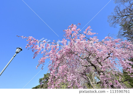 紅色垂枝櫻花 京都御苑 京都市 113590761