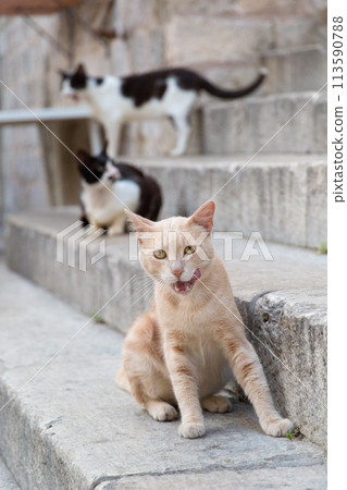 Cats on the stone steps in Dubrovnik Old Town 113590788
