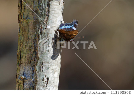 越冬蝴蝶、蛺蝶科、Luritateha,在辛夷樹幹上曬日光浴 越冬蝴蝶、蛺蝶科、Luritateha,在辛夷樹幹上曬日光浴 113590808