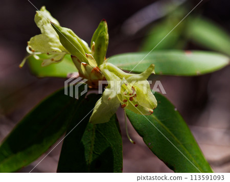 日本特有的日影杜鵑花盛開 113591093