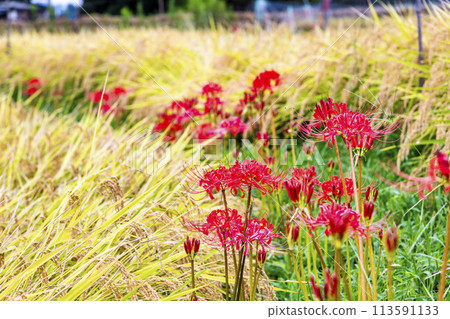 秋天的埼玉/秩父寺坂梯田 113591133