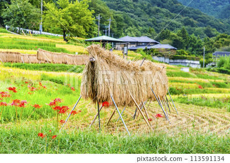 秋天的埼玉/秩父寺坂梯田 113591134