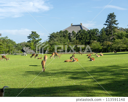 Deer eating grass in Nara Park and the Great Buddha of Todaiji Temple 113591148