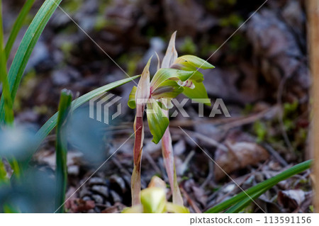 Spring wildflowers of the orchid family, Cymbidium serrata bloom Spring wildflowers of the orchid family, Cymbidium serrata bloom 113591156