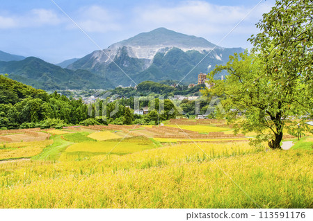 秋天的埼玉/秩父寺坂梯田 113591176