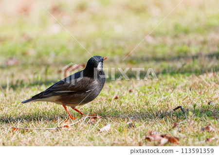 Starlings foraging on the ground 113591359