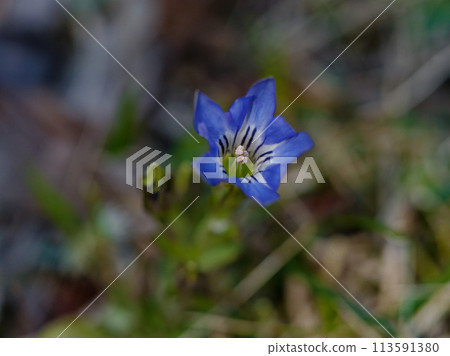 春天的野花 龍膽科的開花 113591380