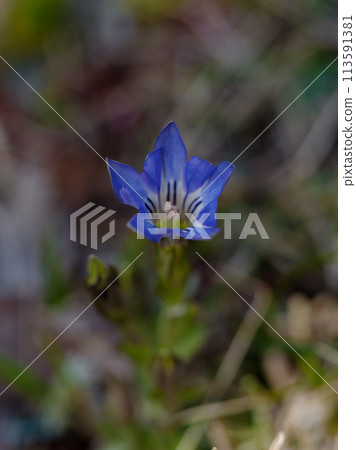 春天的野花 龍膽科的開花 113591381